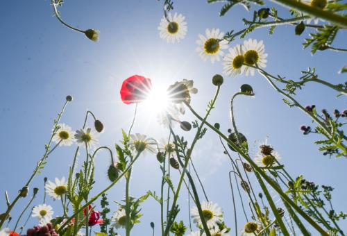 Wildflowers photographed from a low angle looking up to the sun